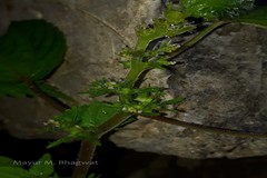 Acalypha brachystachya